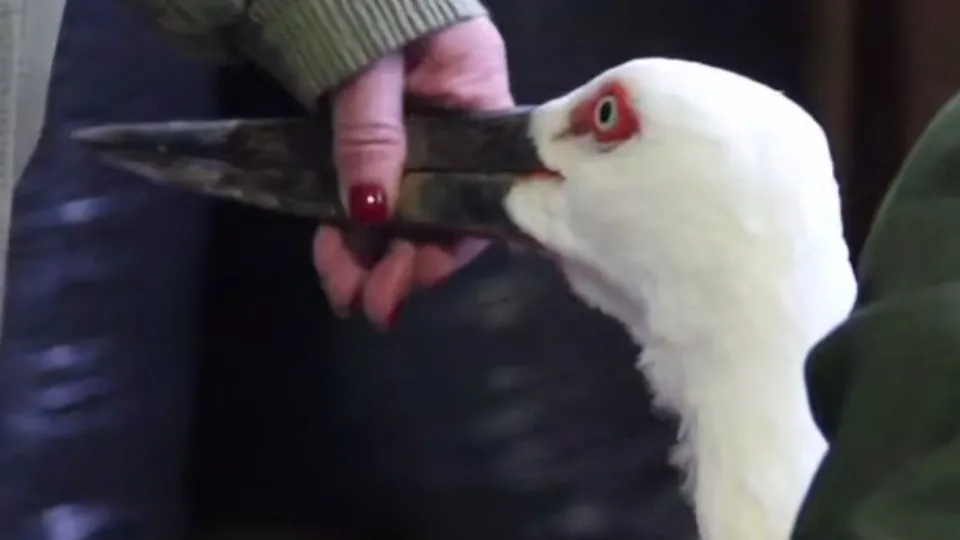 Фото: Центр воспроизводства редких видов животных