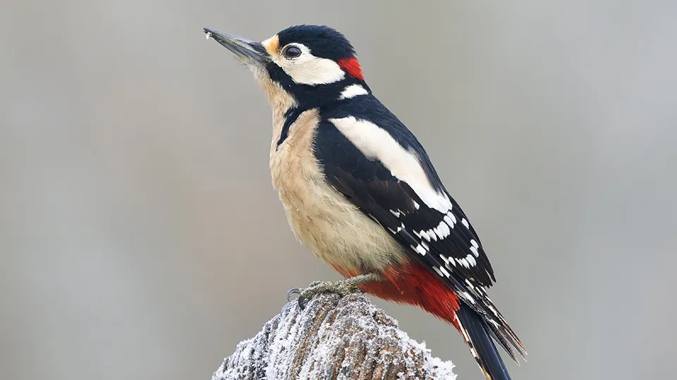 Фото: istockphoto.com/MikeLane45