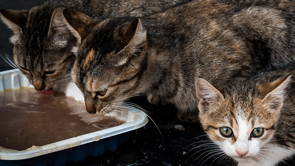 Фото: freepik.com