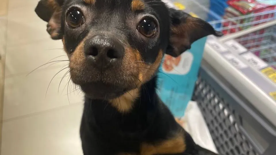 Фото: личный архив владельцев собаки