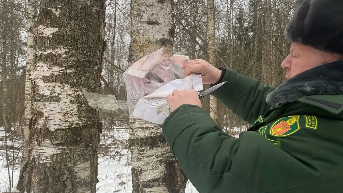 Фото: ГКУ МО «Мособллес»