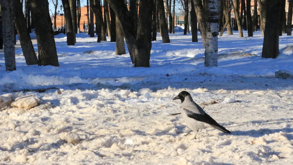 Фото: медиасток.рф
