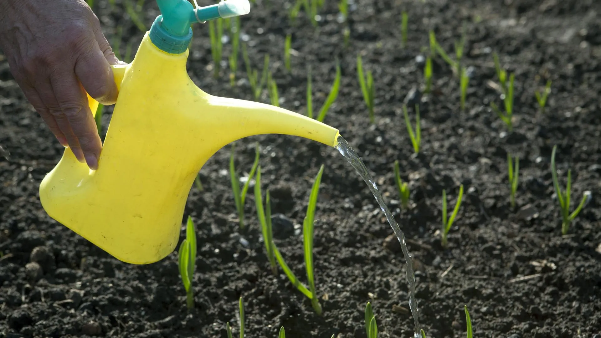 Nikolay Gyngazov, Николай