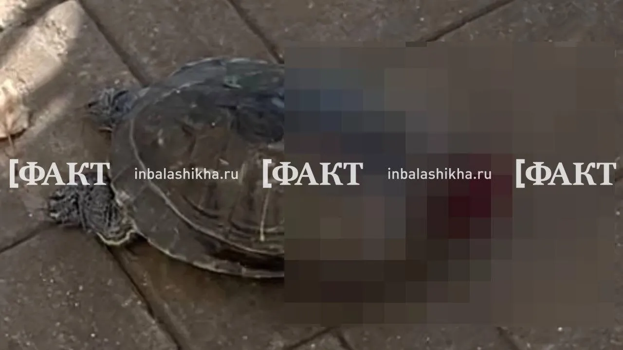 Фото: ТГ-канал Балашиха Рулит