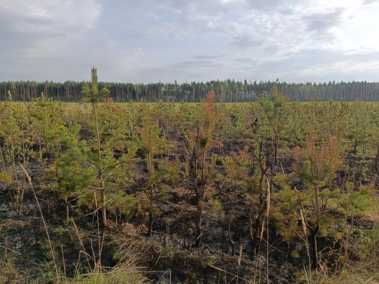Фото: Комитет лесного хозяйства Московской области