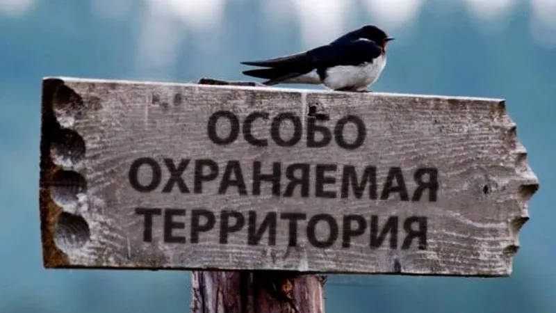 Статус - неприкосновенный: из Раменского леса сделают заказник