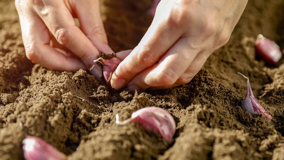 Фото: istockphoto.com/Sphoto