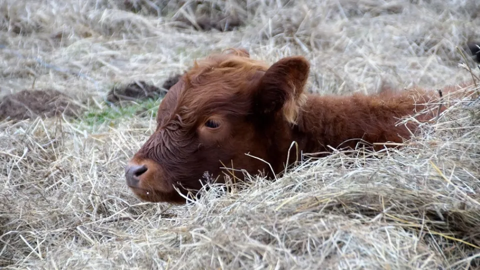 Фото: pxhere.com