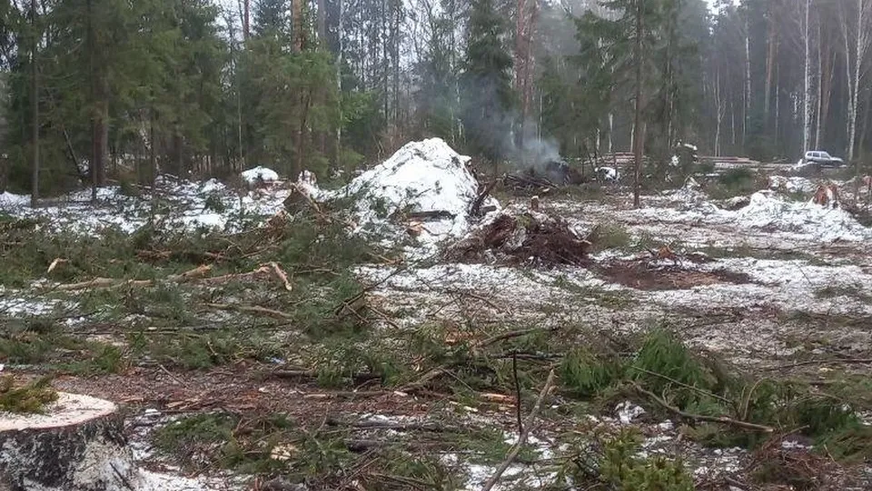 Фото: Комитет лесного хозяйства Московской области
