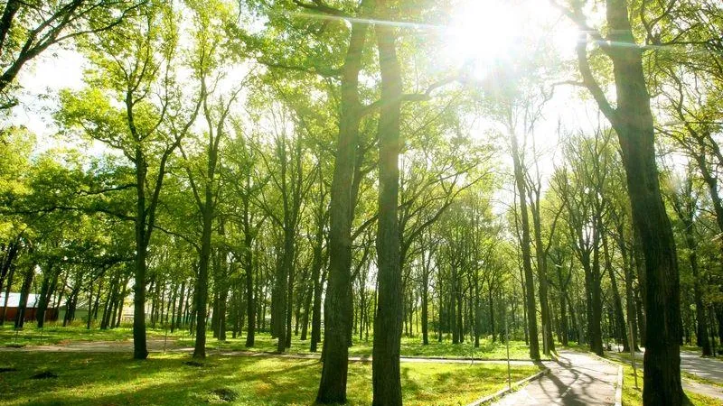 Семь тысяч человек уже проголосовали за благоустройство лесопарков в Подмосковье