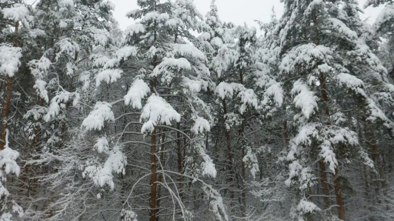 Фото: Комитет лесного хозяйства Московской области