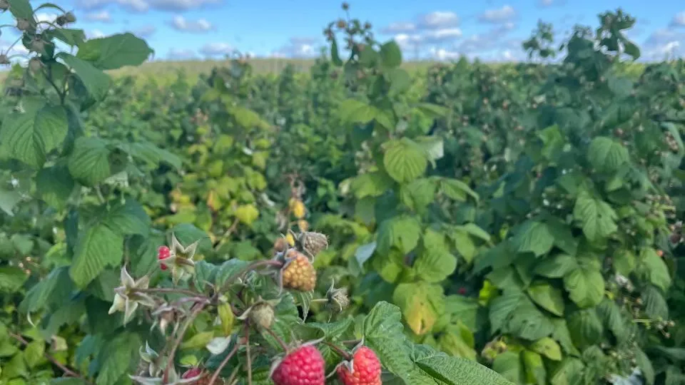 Кирилл Колчин / t.me