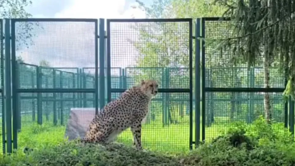 Фото: Центр воспроизводства редких видов животных