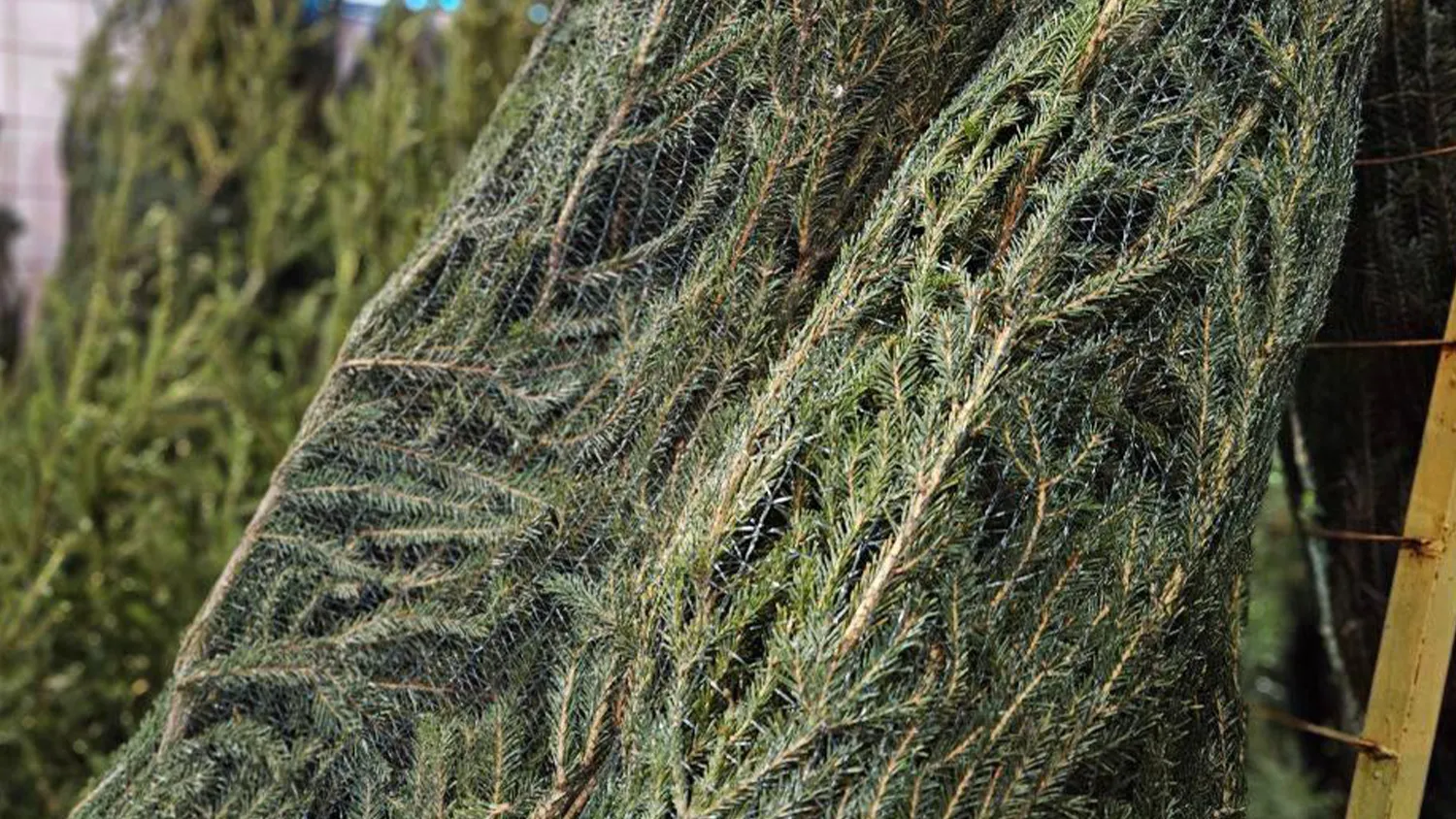 Фото: пресс-служба администрации г.о. Зарайск