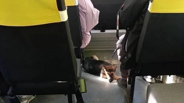 телеграм-канал «Подслушано | Мытищи»