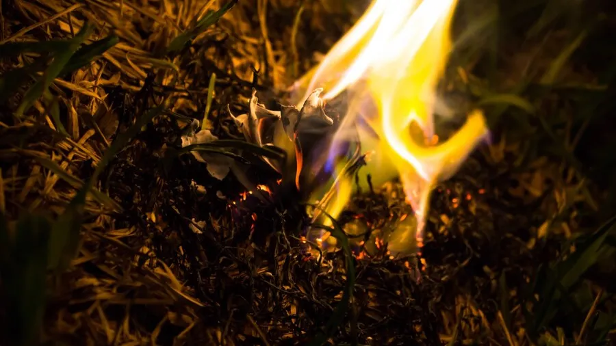 Фото: freepik.com