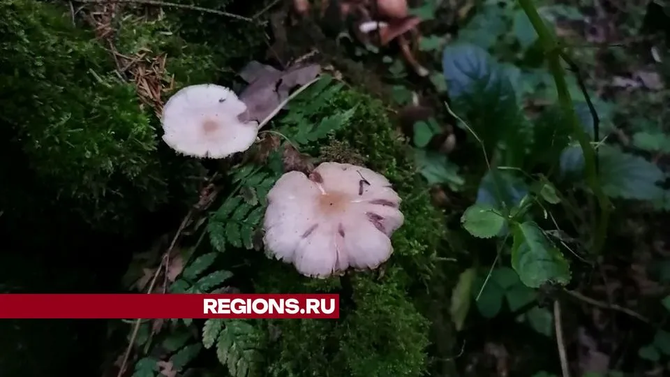 Фото: REGIONS/Александра Никитина