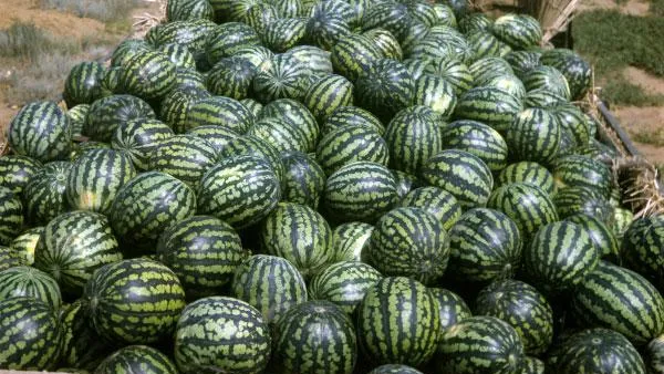  Петрухин / РИА Новости