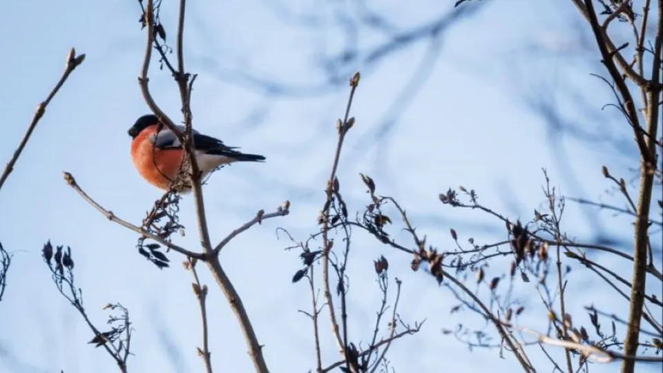 Фото: t.me/chekhovmuseum
