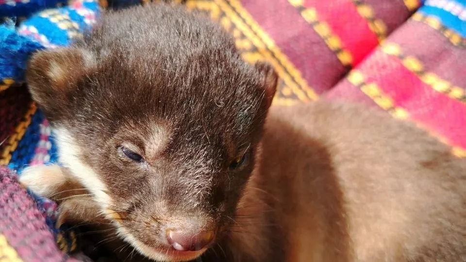 Фото: t.me/rare_animals_zoo