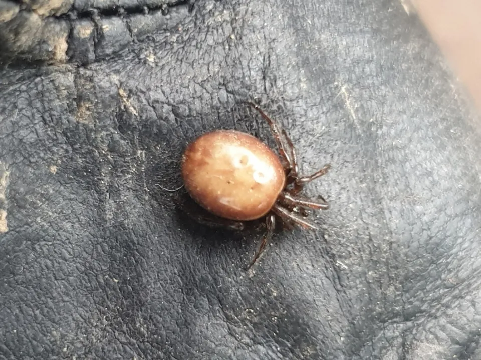 Стеатода двухточечная — это так называемый «кроличий» паук. Фото: Мария Аргир