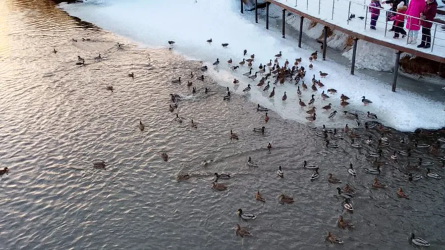 Фото: ТГ канал "Мособлпожспас"