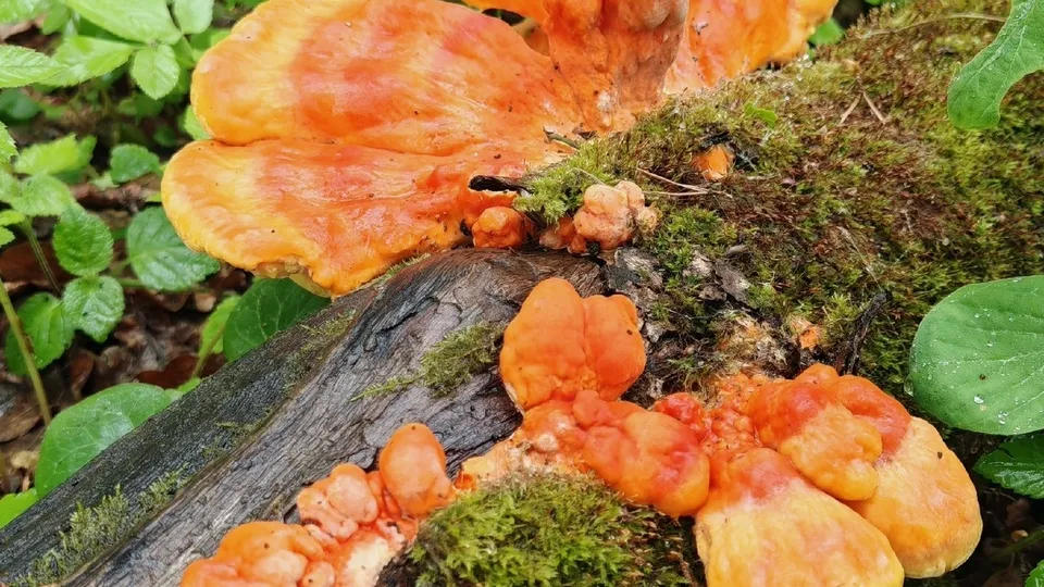 Фото: Константин Кошелев