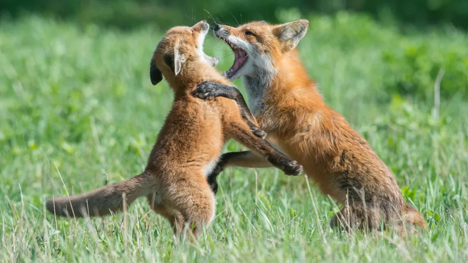 Фото: istockphoto.com