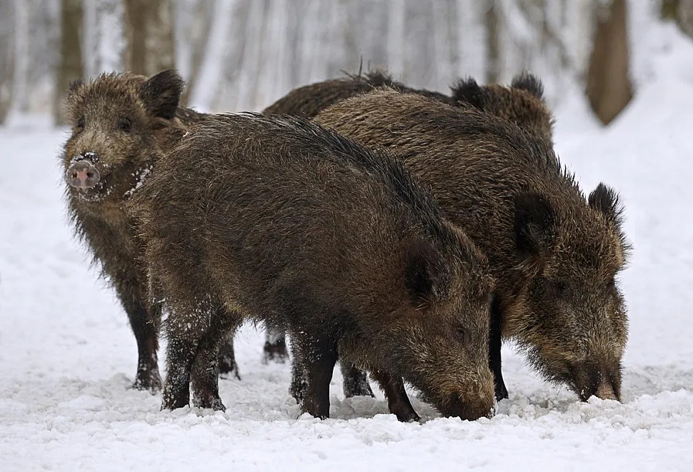 Фото: losinyiostrov.ru