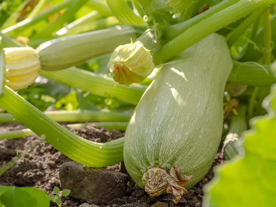 Фото: istockphoto.com