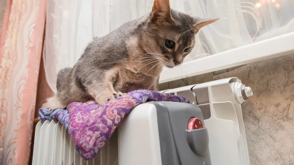 Фото: ТАСС/Михаил Жбанков