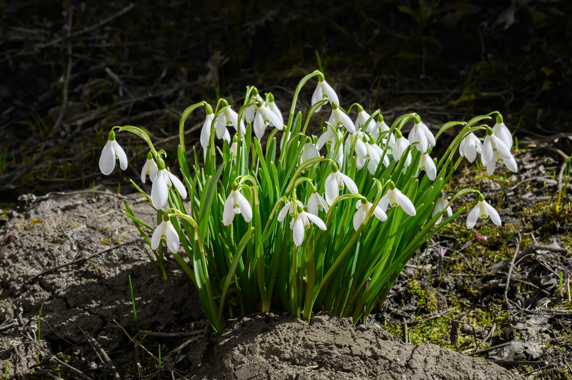 медиасток.рф