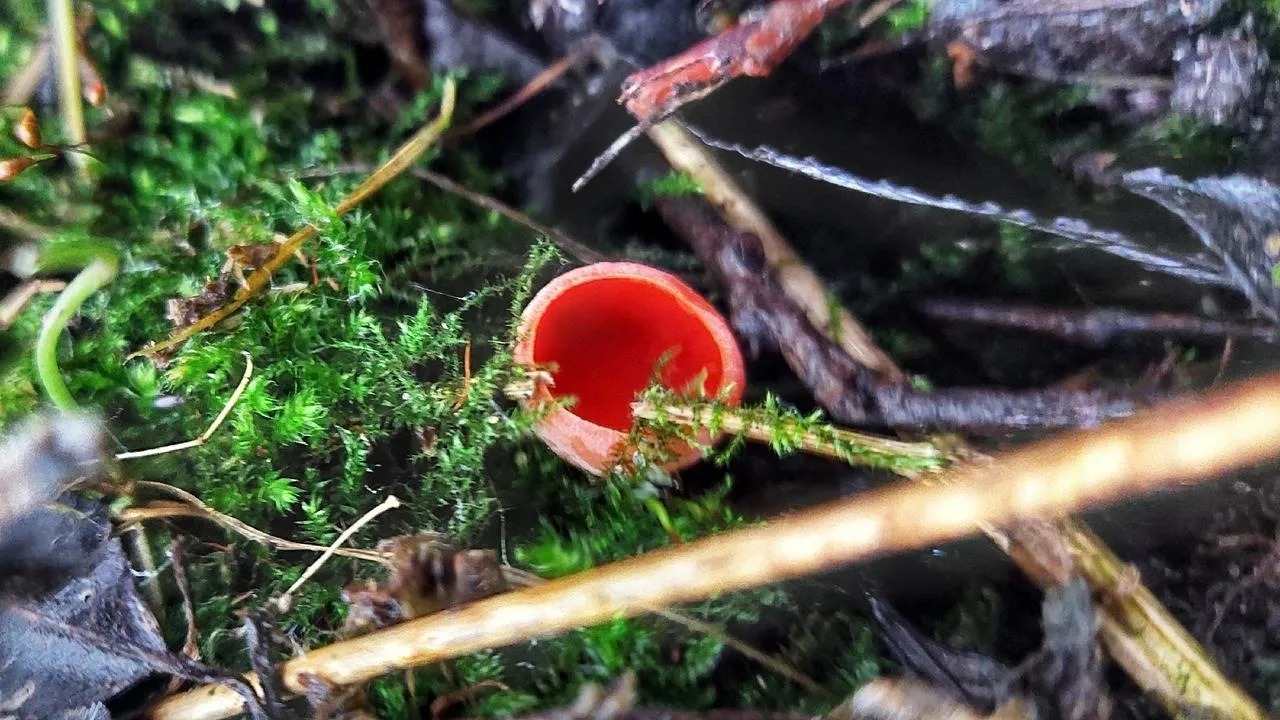 Василий Потапов