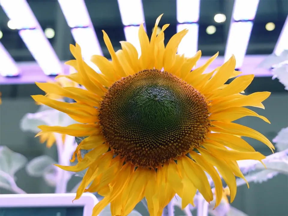 Фото: Компания «Щелково Агрохим»