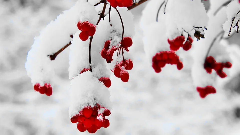 Фото: Ольга Калинина