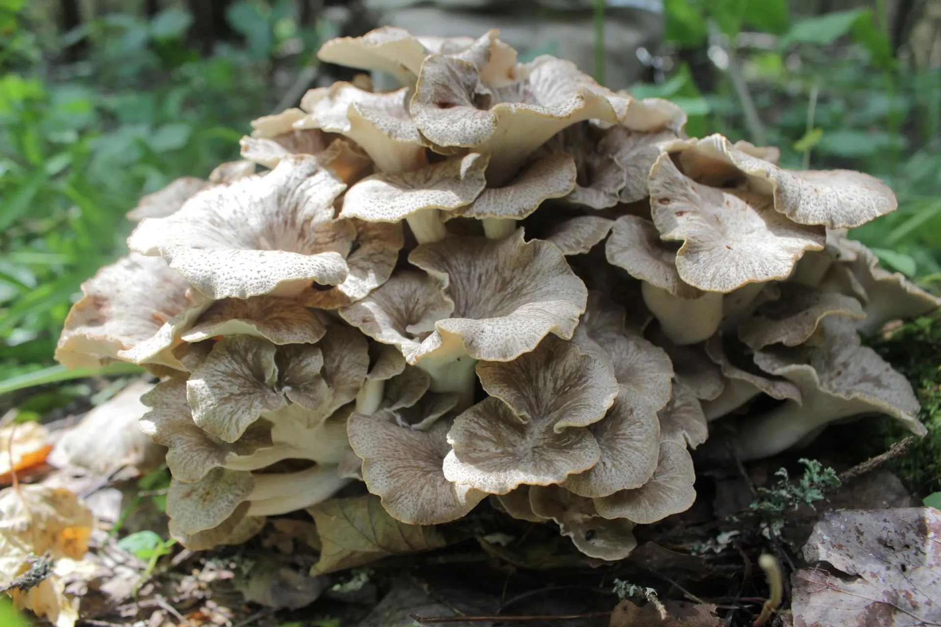 Министерство экологии и природопользования Московской области