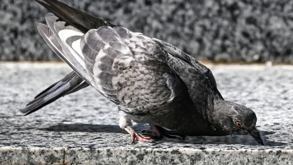 Фото: РИА Новости/Константин Михальчевский