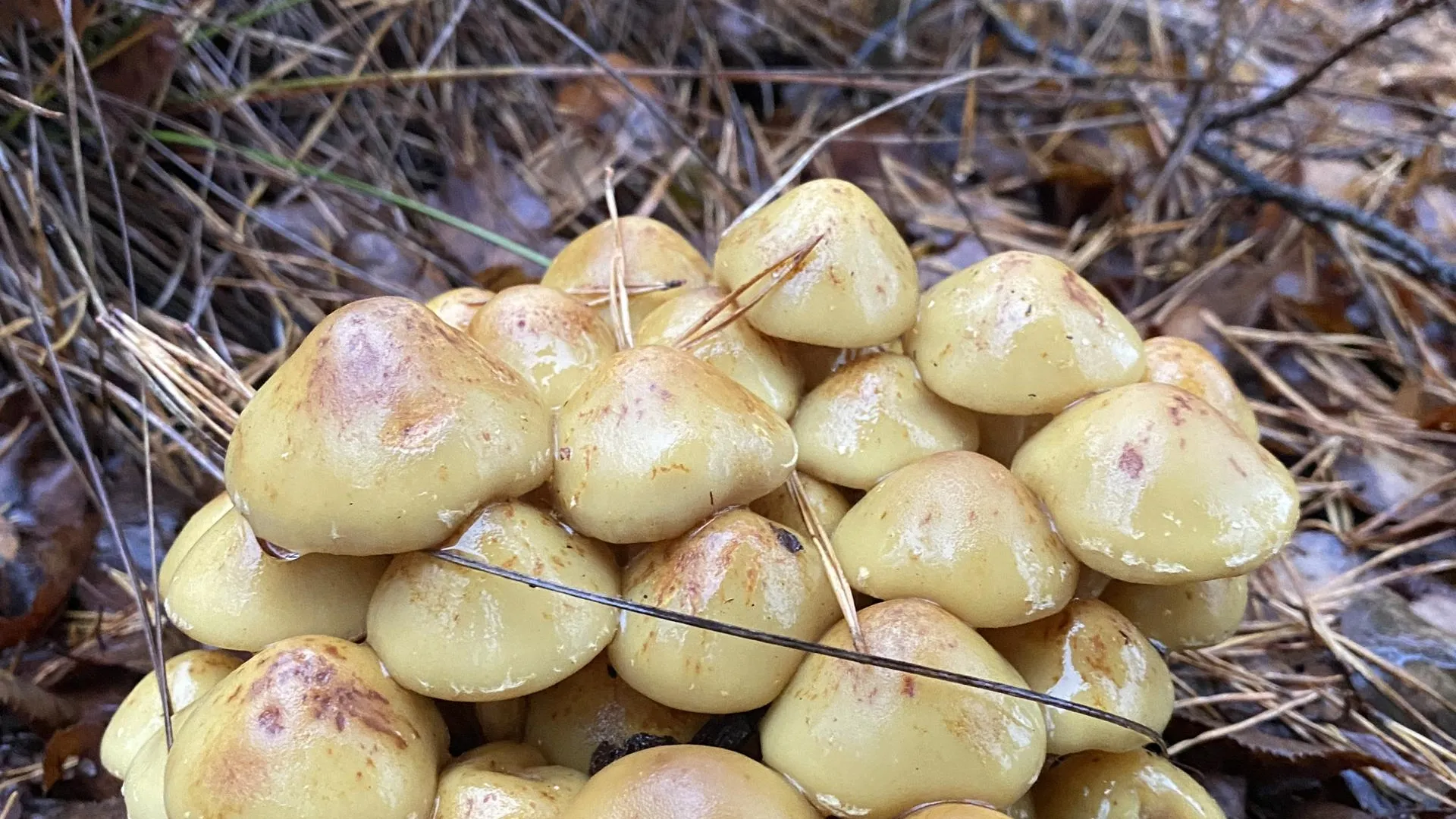 Дарья Шапочкина