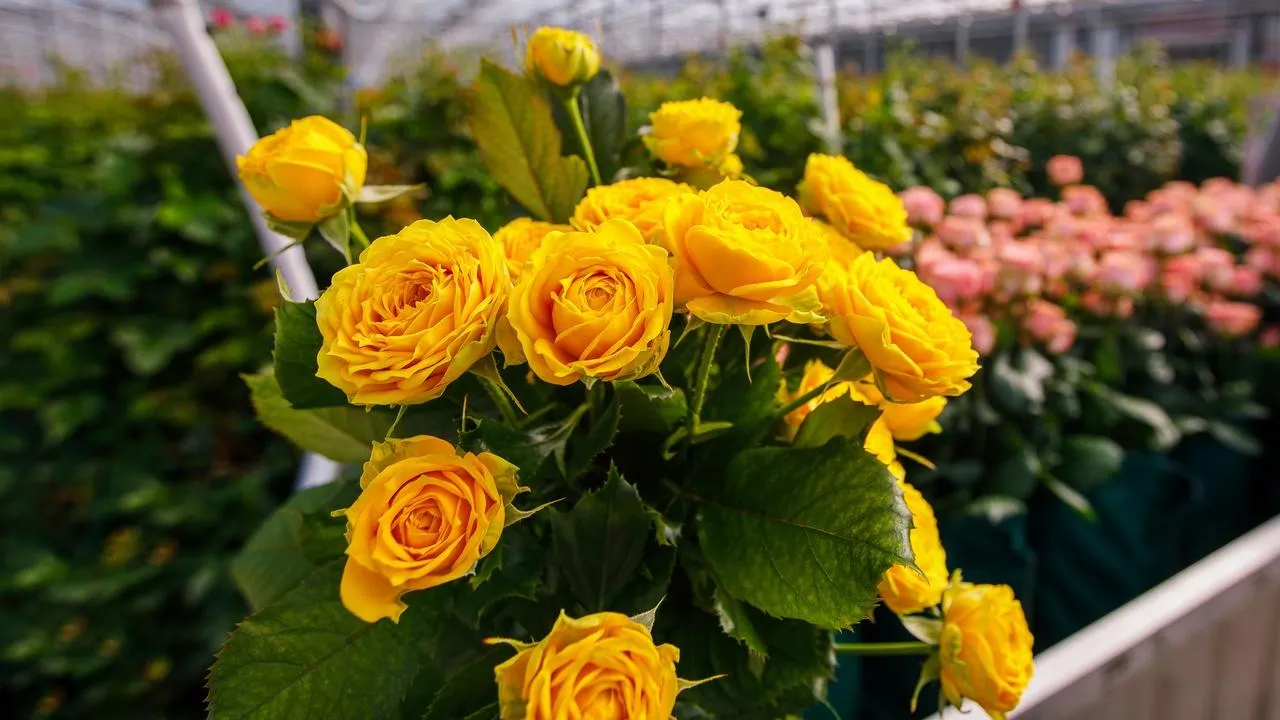 Какие розы точно приживутся в Подмосковье: проверенные сорта и рекомендации