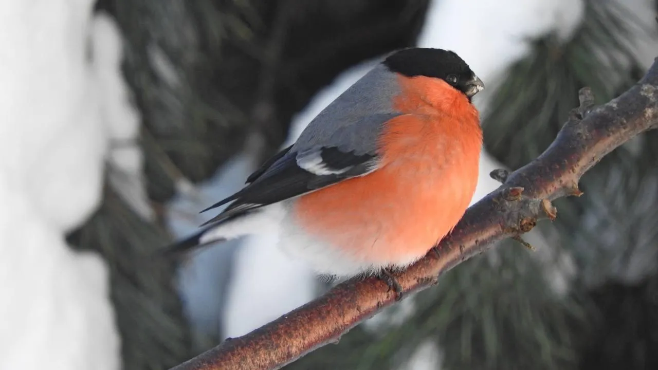 Ирина Столярова