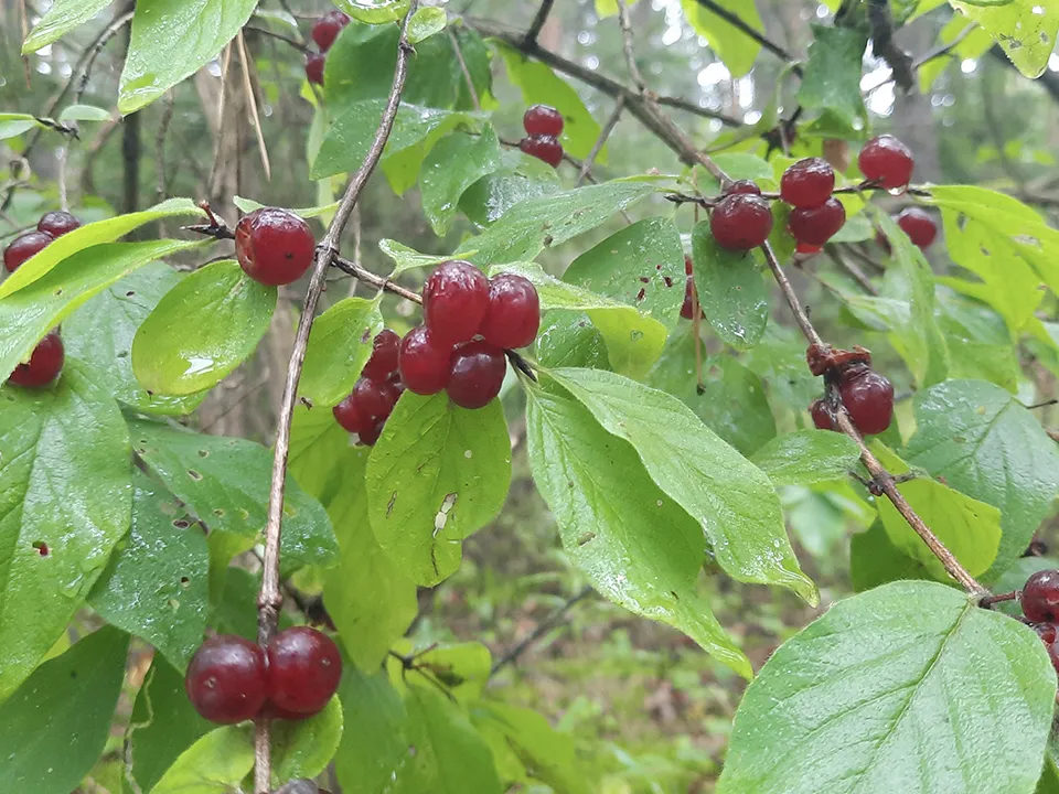 Фото: МедиаБанк Подмосковья/Михаил Мартыненко