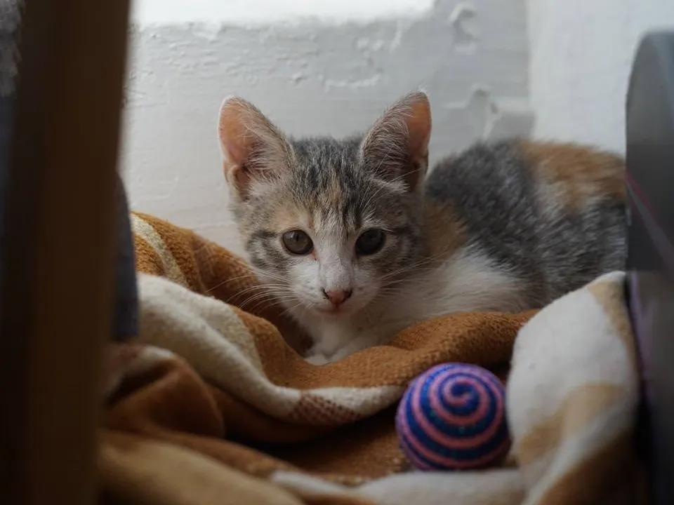 Фото: Елизавета Лоншакова