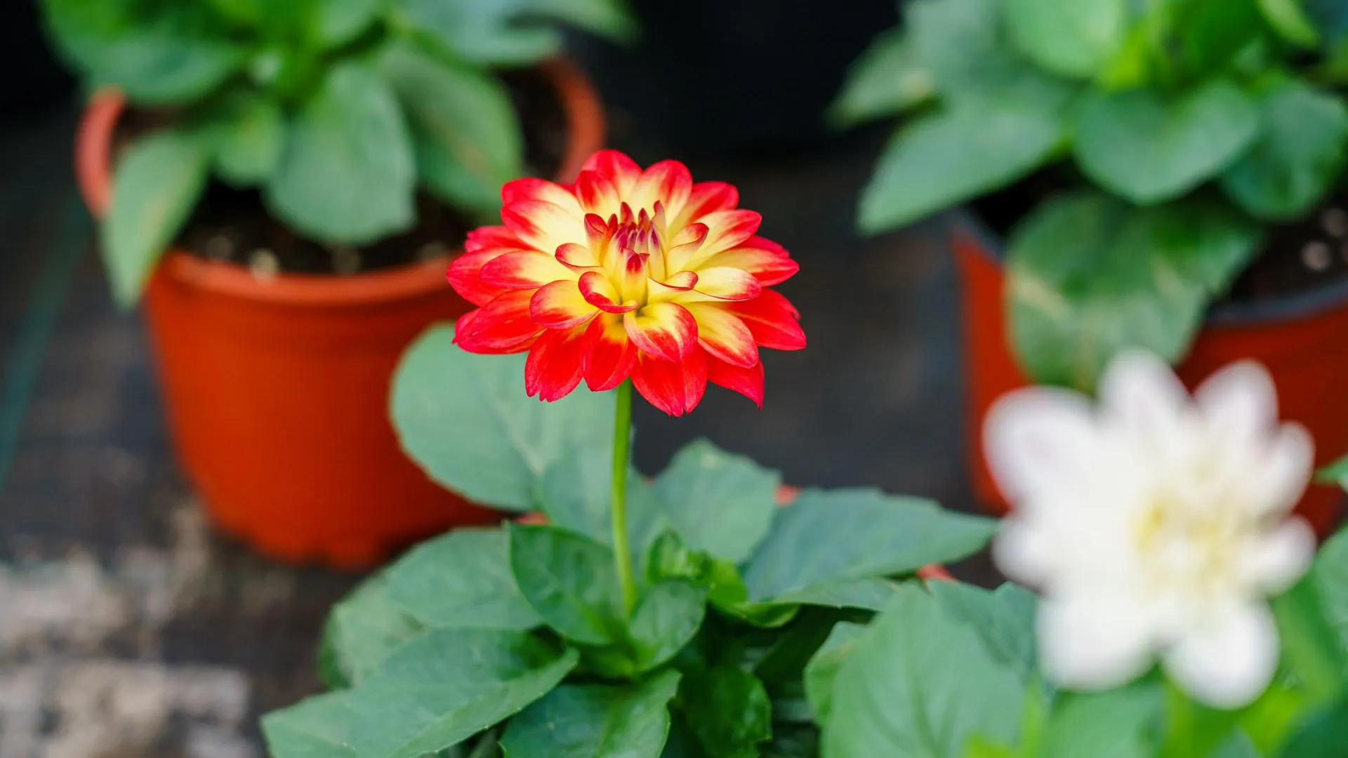 медиасток.рф