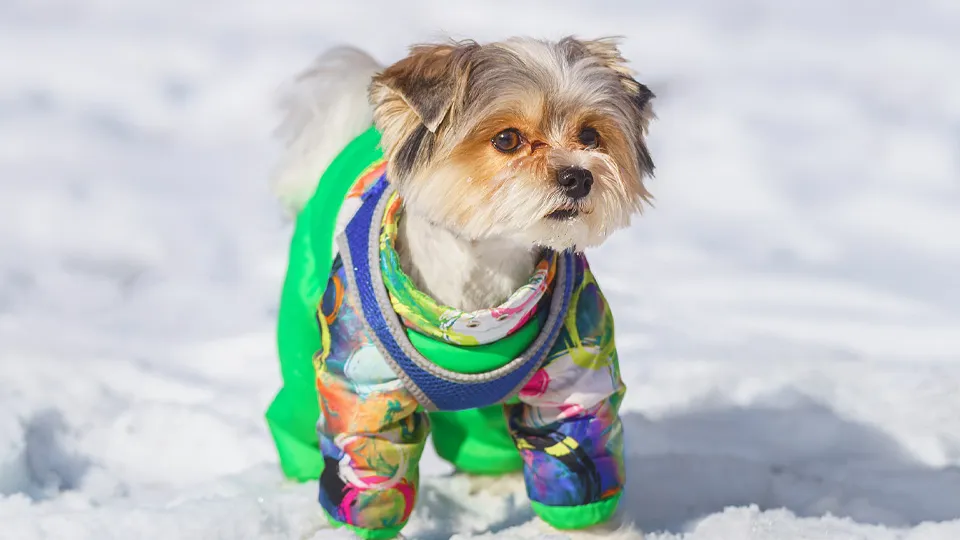 Фото: istockphoto.com/BushAlex