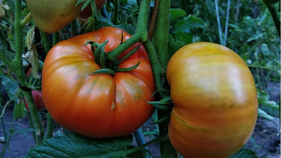 Фото: unsplash.com