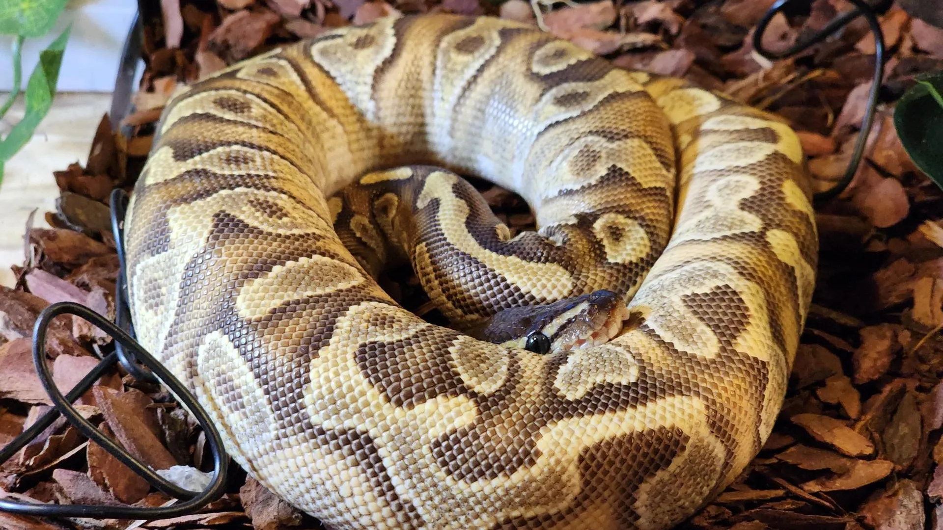 REGIONS/Елена Шумакова