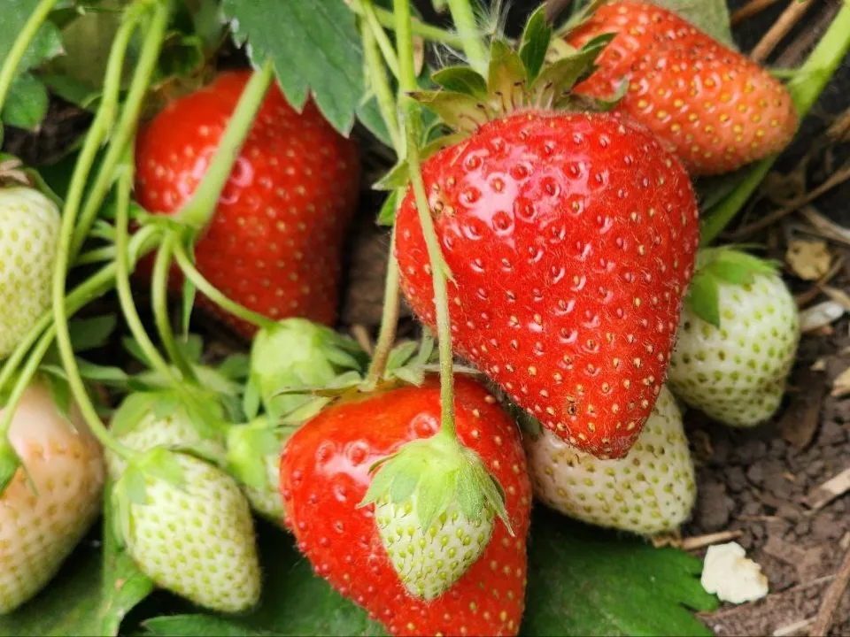 Фото: Медиабанк Подмосковья/Анна Шолохова