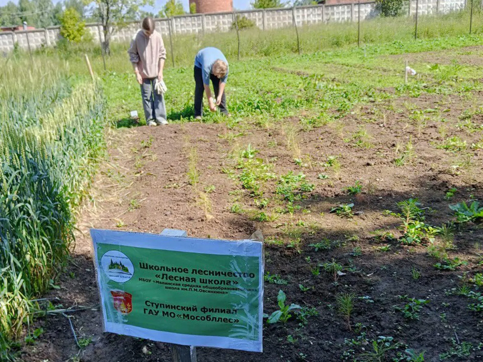 Фото: Ступинский филиал ГАУ МО «Мособллес»