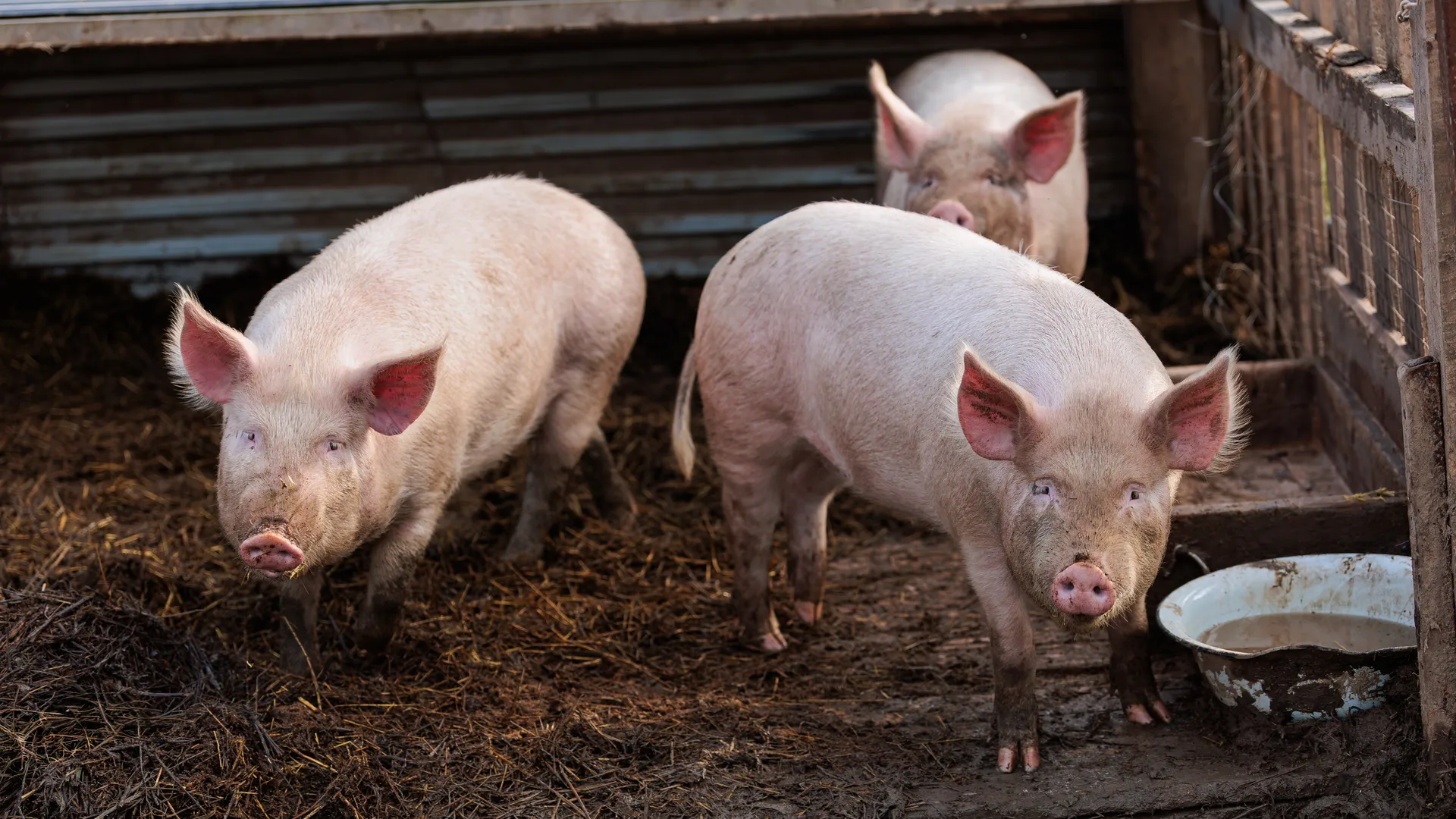 медиасток.рф