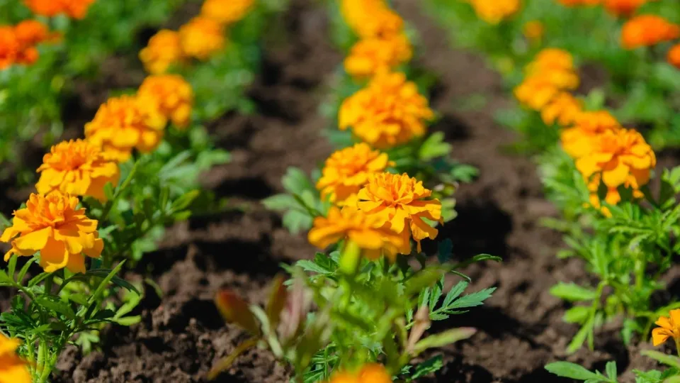 Фото: пресс-служба администрации г.о. Кашира